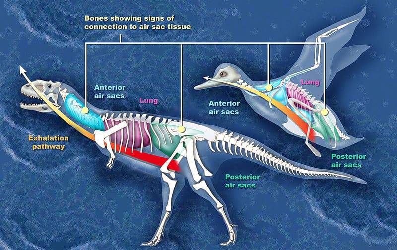 Dinosaurs infographic tissue and bones
